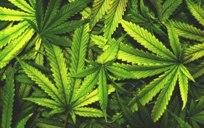 An anti-marijuana group wants Michigan to legalize cannabis